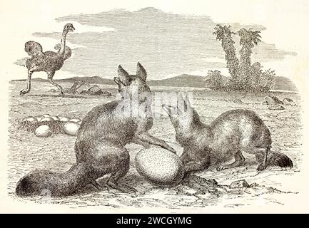 Old engraved illustration of a couple of Cape foxes preying and ostrich egg. Created by Limmermans and Illner, published on Brehm, Les Mammifers, Bail Stock Photo