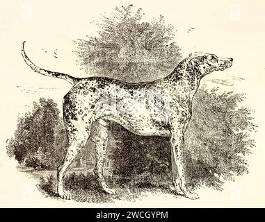 Old engraved illustration of Dalmatian dog. By unknown author, published on Brehm, Les Mammifers, Baillière et fils, Paris, 1878 Stock Photo