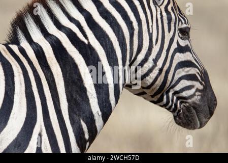 The black and white stripes of an African zebra Stock Photo