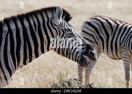 A zebra looks like it is laughing. It is braying. It has its eyes closed and its mouth open Stock Photo