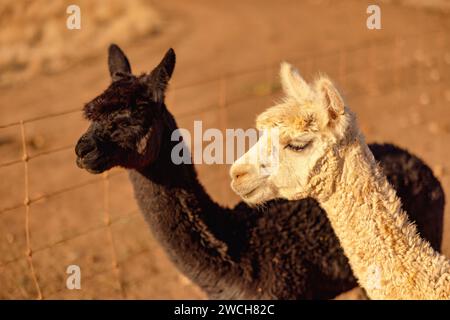 The two alpacas in the enclosure Stock Photo