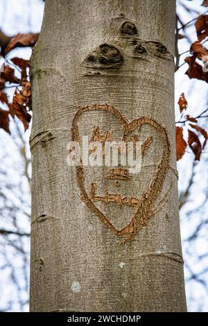 carved heart on a tree trunk in the nature reserve de Manteling near Domburg on Walcheren, Zeeland, Netherlands.  Herz an einem Baumstamm im Naturschu Stock Photo