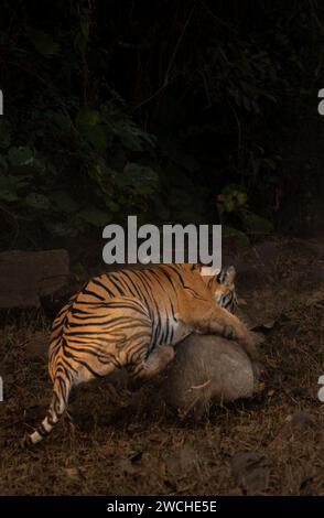 Action-packed hunt sequence   INDIA ACTiON-PACKED images show a tigress attacking a wild boar on January 7 in Maharashtra, India.       The tigress ha Stock Photo