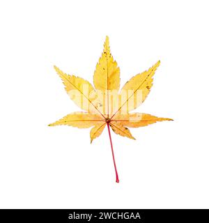 A single. yellow, maple leaf, isolated against a pure white background, will all detail visible Stock Photo