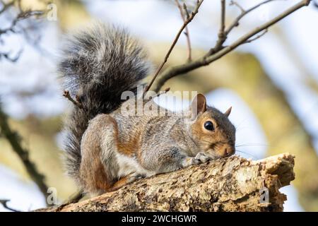 A Grey squirrel, Sciurus carolinensis sits on the branches of a tree in Sussex, UK Stock Photo
