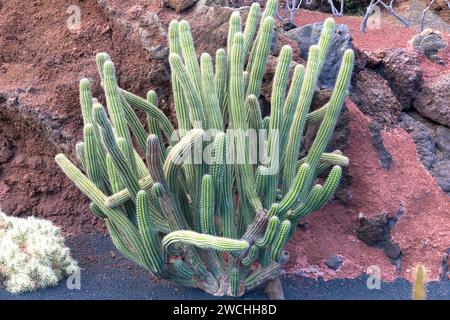 Many large and thorny cactus grows in Jardin de cactus in Lanzarote. Close up view. Stock Photo