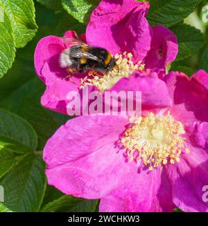 BUMBLEBEE collects pollen in a rosehip Stock Photo