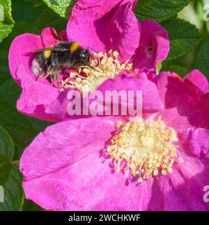 BUMBLEBEE collects pollen in a rosehip Stock Photo