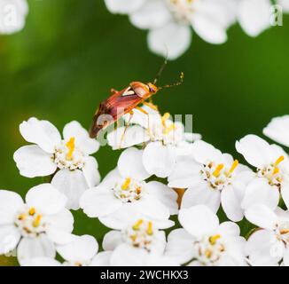 LYNGUS BUG on flower Stock Photo