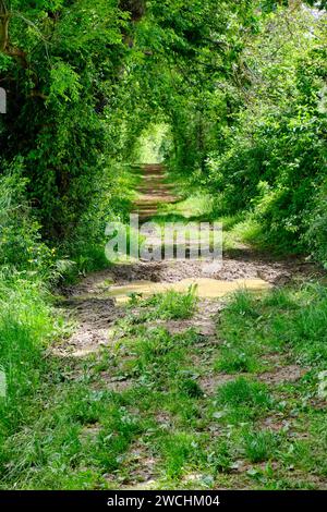 Hiking path winding through lush green forest, with sunlight filtering through the trees Stock Photo