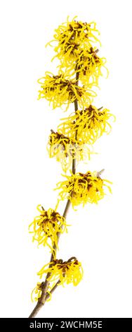 Witch hazel flowers  isolated on white background Stock Photo