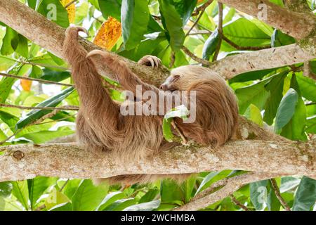 Three toed Sloth hanging in mango tree sleeping scratching leg with one claw Stock Photo