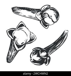 Handmade clove seasoning. Vector aromatic ingredient in engraving style. Dried bud, flower of the clove tree. Seasoning drawn in ink on a white Stock Vector
