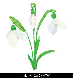 Spring flowers. Vector illustration of snowdrops in flat style. Snowdrops are breaking through the snow. Simple illustration on white Stock Vector