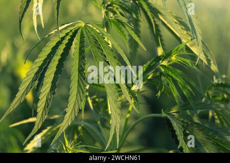 Green bushes of hemp on the background of the sunset. Stock Photo