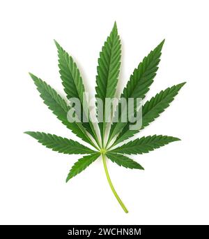 Cannabis leaf isolated on white background. Stock Photo