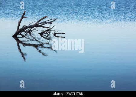 Dry trees submerged in the lake. The branches without leaves are reflected in the calm of the water on the blue salt lake of Cyprus in the city of Lar Stock Photo