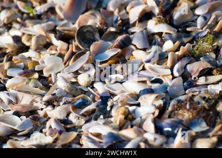 Texture of pebbles, seashells, shells fragments and seaweed on beach; the particles composing a beach are made from rock, sand, gravel, shells, algae. Stock Photo