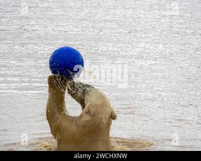 Polar Bear playing with a blue ball in the lake. Stock Photo