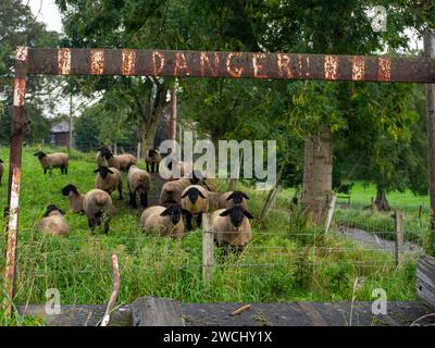 Suffolk Sheep framed by the remnants of an old trailer with the word dangerous on the cross bar above the flock. Stock Photo