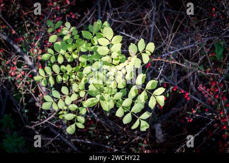 Green leaves on the branches of a bush in the autumn forest. Stock Photo