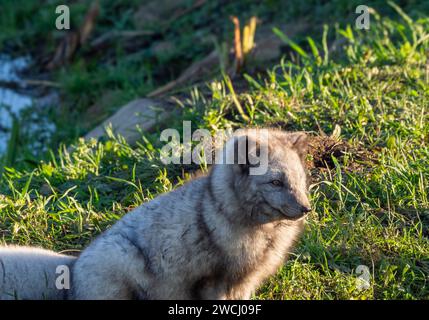 Arctic fox also known as white fox, polar fox, or snow fox in its enclosure watching the others. Stock Photo