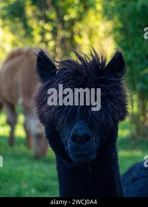 A Black Alpaca (Vicugna pacos) looking directly at the camera, waiting for its headshot. Stock Photo