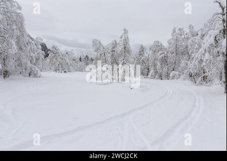 A serene winter scene showcasing a blanket of fresh snow enveloping trees and the ground, with visible trails indicating recent activity. Stock Photo