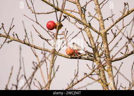 Male Black cap (Sylvia atricapilla) feeding on an apple that is still clinging to a tree in the Herefordshire countryside, England UK. December 2023. Stock Photo