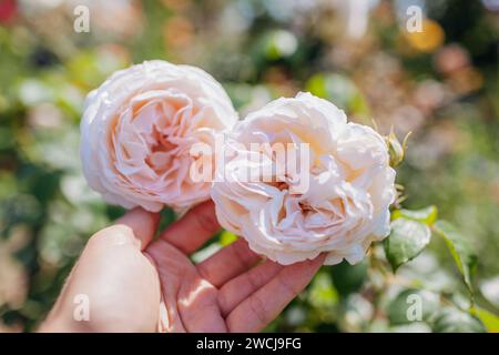 White Sebastian Kneipp rose blooming in summer garden. Gardener holds cluster of creamy flowers on border. Close up Stock Photo