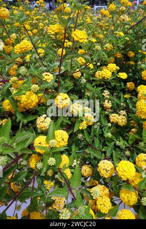 Large Yellow Lantana Camara Sand Verbena Flowers Grown In The Flower Large Yellow Lantana Camara Sand Verbena Flowers Grown In The Flower