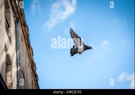 Flying Pigeon Stock Photo