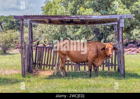 cow under the shade late afternoon, african landscape with acacia trees Stock Photo