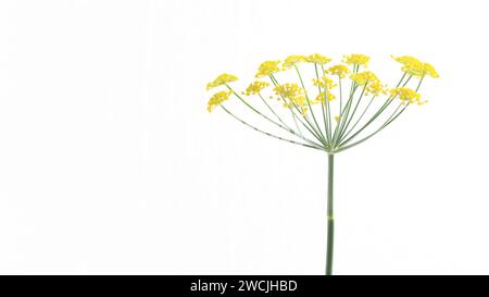 Dill flowers on white background with copy space. Stock Photo