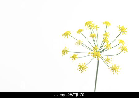 Dill flowers on white background with copy space. Stock Photo