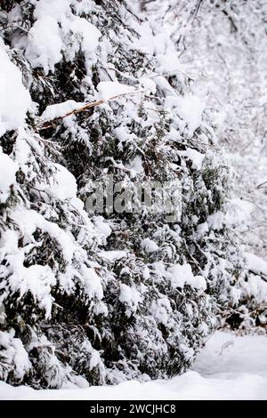 Line of snow covered trees after a heavy snowfall on a winter day in January in Iowa, Stock Photo