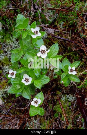 Dwarf Cornel (Cornus suecica) growing in amongst heather on Beinn Eighe National Nature Reserve, Wester Ross, Scotland, June 2001 Stock Photo