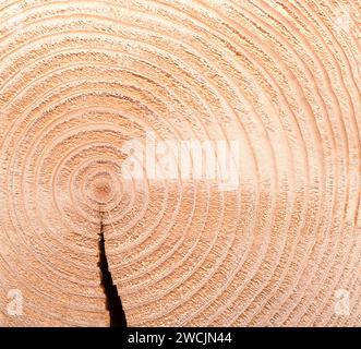 Spruce tree, horizontal cross section, with growth rings, and with a gap caused by drying. Cut through the dried trunk of an European spruce tree. Stock Photo