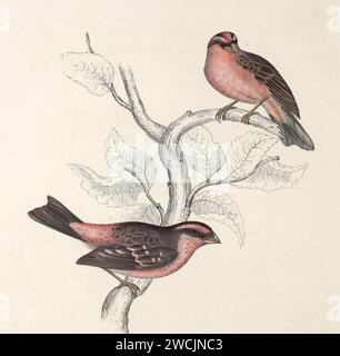 A century of birds from the Himalaya Mountains (TAB. XXVII Stock Photo ...