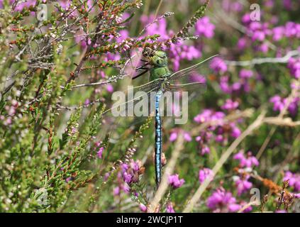 The Emperor Dragonfly feeding on a Honey Bee in the Heather Stock Photo