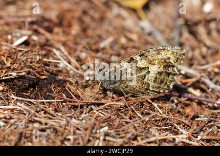 The Grayling Butterfly resting on the heathland ground Stock Photo