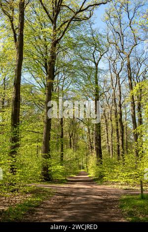 Footpath in woodland near Hilverbeek in Spanderswoud between Hilversum and 's Graveland, Netherlands Stock Photo