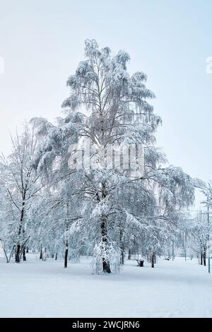 Birch tree covered with frost and snow in a winter park Stock Photo
