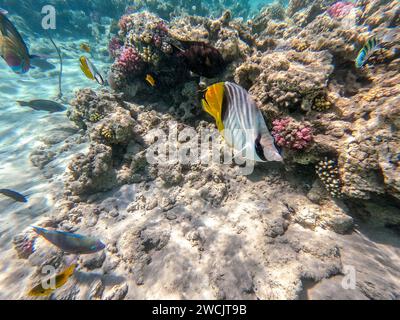 Tropical Threadfin butterflyfish  known as Chaetodon auriga underwater at the coral reef. Underwater life of reef with corals and tropical fish. Coral Stock Photo