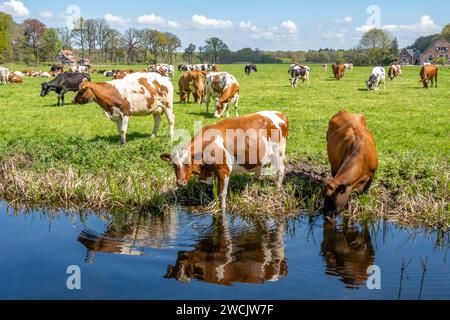 Red-White diary cows drinking from ditch and grazing on meadow in polder between 's Graveland and Hilversum, Netherlands Stock Photo