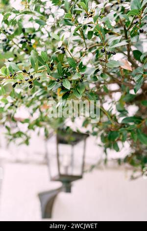 Black olives among green foliage on tree branches in the courtyard Stock Photo