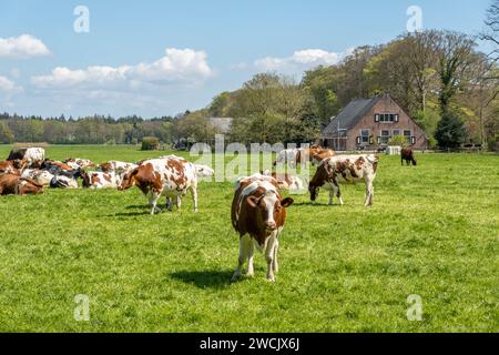Herd of Red-White and Friesian Holstein diary cows grazing on green meadow in polder between 's Graveland and Hilversum, Netherlands Stock Photo