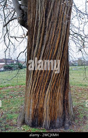 Tree with twisted bark Stock Photo