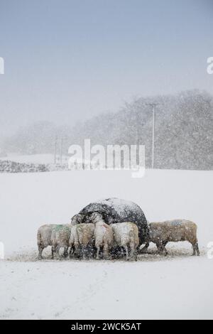 16th January 2024, Weather. Swaledale ewes got provided with extra hay and feed during the snow storm which covered the Yorkshire Dales near Hawes in Wensleydale. North Yorkshire, UK. Credit: Wayne HUTCHINSON/Alamy Live News Stock Photo