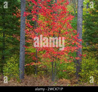 A beautiful red maple tree in the Chequamegon National Forest in northern Wisconsin. Stock Photo